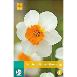 5 stuks - Narcissus Barrett Browning 4 bollen