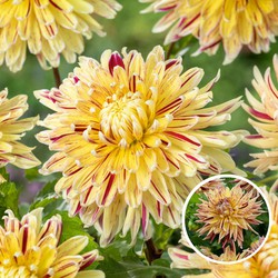 Dahlia Cambridge - Set van 3 - Dahliaknollen