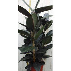 Kamerplant Ficus elastica robusta 100 cm
