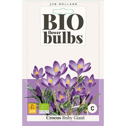 3 stuks - Crocus Ruby Giant 12 bollen