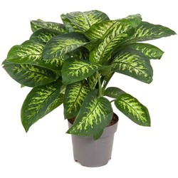 Dieffenbachia 'Tropic' - Kamerplant - Potmaat 24cm - Hoogte 70-80cm