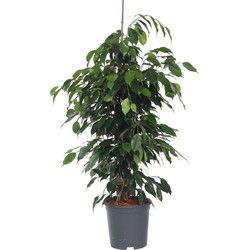 Treurvijg - Ficus benjamina 'Danielle' - Hoogte 100-110cm - ⌀21cm