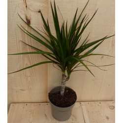 Drakenbloedboom Dracaena Marginata Smal Blad 30 cm