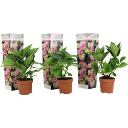 Hydrangea macrophylla - Roze - Set van 3 - Hortensia - Pot 9cm - Hoogte 25-40cm