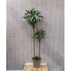Kamerplant Fragrans Dracaena Drakenbloedboom groot 160 cm wit-groen