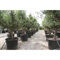 Olea stamhoogte 50 cm en boomhoogte 100 cm