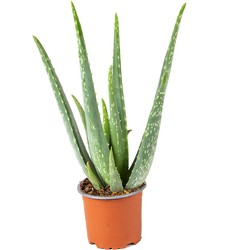 Floraya - Aloe Vera per stuk -  ⌀10,5 cm - ↕35 cm
