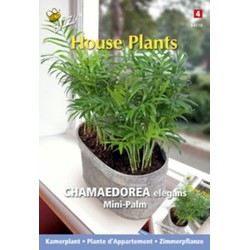 3 stuks - House plants chamaedorea minipalm