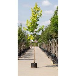 Geeldbladige Noorse esdoorn Acer pl. Princeton Gold h 250 cm st. omtrek 8 cm - Warentuin Natuurlijk