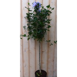 Hibiscus op stam Blauw 100 cm