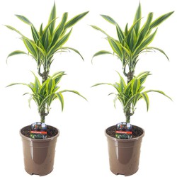 Dracaena Deremensis - Lemon Lime - Set van 2 - Pot 17cm - Hoogte 60-70cm