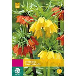 2 stuks - Fritillaria imperialis mix 2 bollen