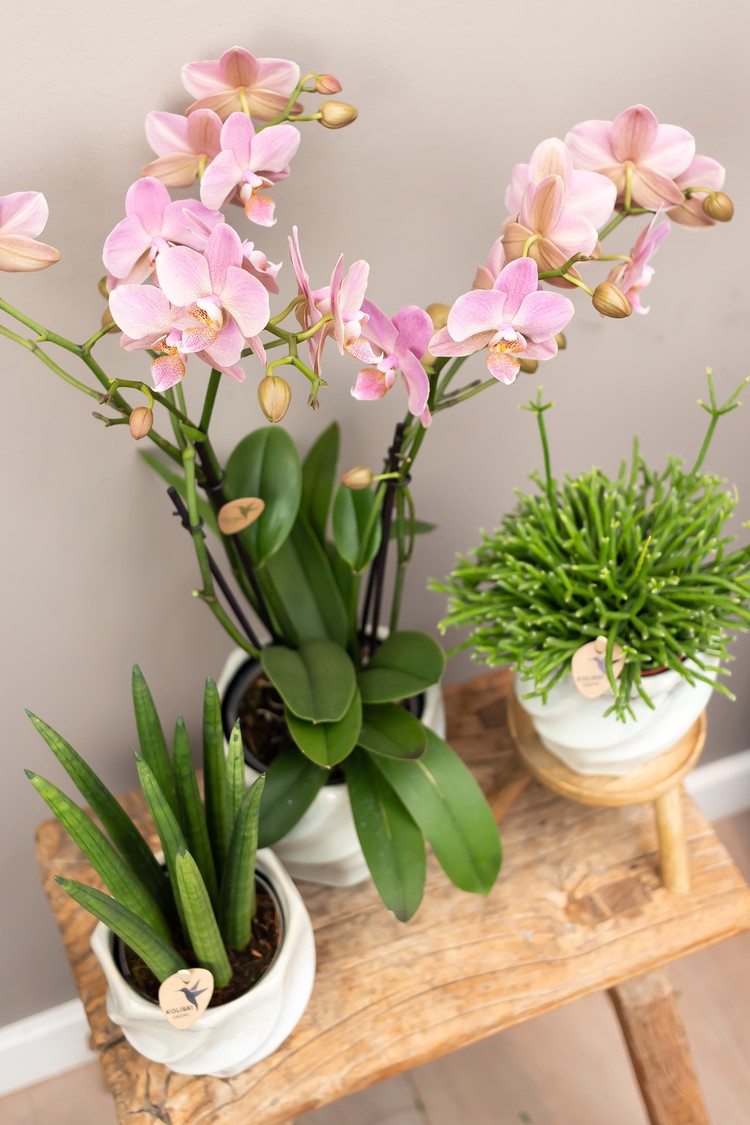 orchidee-vetplanten