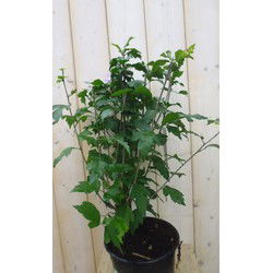 Hibiscus struik Blauw 40 cm