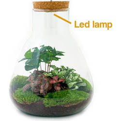 URBANJNGL - Planten terrarium • Sam Coffea met lamp • Ecosysteem plant met licht • ↑ 30 cm