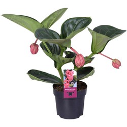 Medinilla Magnifica 'Lambada' - Kamerplant - ⌀14cm - Hoogte 40-50cm