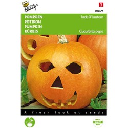 5 stuks - Pompoenen Jack O Lantern (Cucub.Pepo)