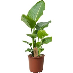 Strelitzia Nicolai - Paradijsvogelplant - Kamerplant - Pot 17cm - Hoogte 55-70cm