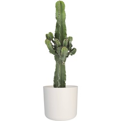 Euphorbia cactus - Woestijncactus
