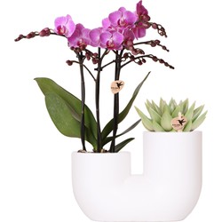 Kolibri Orchids | Set van roze orchidee Vienna en succulent in Tube sierpot wit - potmaat Ø9cm | bloeiende kamerplant - vers van de kweker