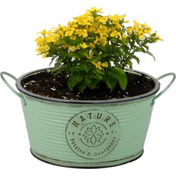 Sunnydays Teil/plantenpot - zink - rond - jadegroen - D25 x H12 cm - IJzeren emmer / teil