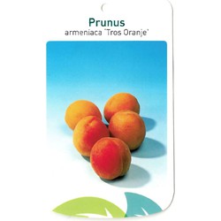 Prunus Armeniaca Tros Oranje