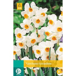 5 stuks - Narcissus Geranium 4 bollen