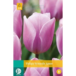 5 stuks - Tulipa Synaeda Amor 8 bollen