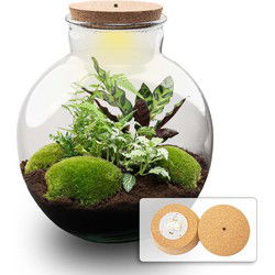URBANJNGL - Planten terrarium - Bolder Bob - Ecosysteem plant - ↑ 30 cm
