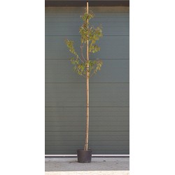 Japanse sierkers Sargentti Prunus sargentii h 250 cm st. omtrek 8 cm