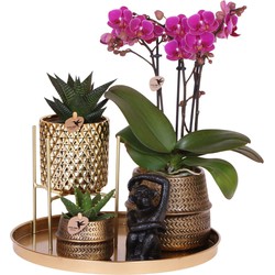 Kolibri Company | Gift set Hotel Chic| Plantenset met paarse Phalaenopsis Orchidee en Succulenten incl. keramieken sierpotten