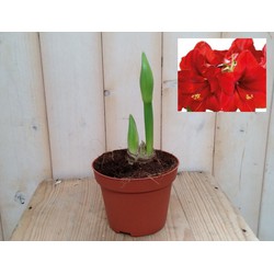 Amaryllis 2 stelen rood