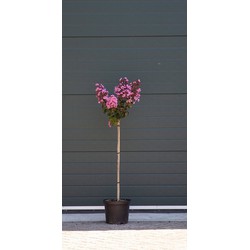 2 stuks! Lagerstroemia Enduring Pink Lagerstroemia indica Enduring pink h 112,5 cm st. h 80 cm boom