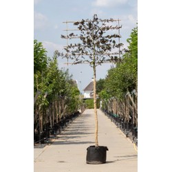 Rode beuk als leiboom Fagus syl. Atropunicea h 340 cm st. omtrek 16 cm st. h 220 cm