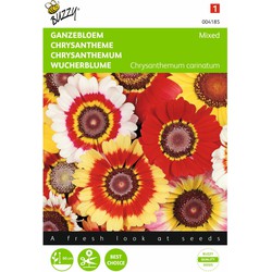2 stuks - Chrysanthemum Carinatum Gemengd