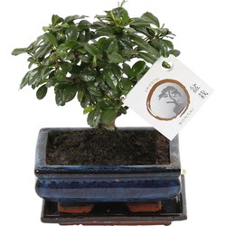 Carmona microphylla - Fukien Bonsai boom - Pot 15cm - Hoogte 20-30cm