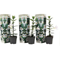 Braziliaanse Jasmijn - Set van 3 - Dipladenia Rio White - Hoogte 25-40cm - ⌀9cm