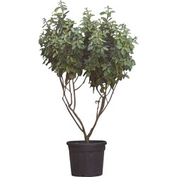 Olijfwilg meerstammig Elaeagnus ebbingei h 162,5 cm - Warentuin Natuurlijk