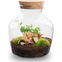 URBANJNGL - Planten terrarium • Little Joe • Ecosysteem plant • ↑ 21,5 cm