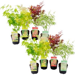 Acer palmatum - Set van 8 - Japanse Esdoorn - Pot 10,5cm - Hoogte 25-40cm