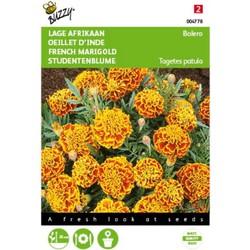 2 stuks - Tagetes patula nana Bolero