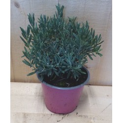 Rotsheide Lavendel heide blauw blad vaste plant wintergroen - Warentuin Natuurlijk