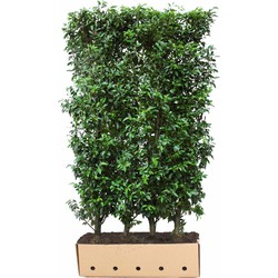 Kant & klaar haag Prunus lusitanica Angustifolia 150 x 100 cm breed - Quickhedge