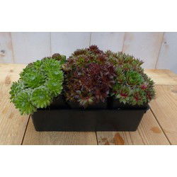 Sedum vetplanten zes stuks