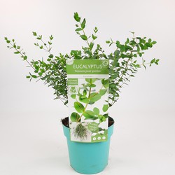Hello Plants Eucalyptus Parvifolia Gomboom - Ø 17 cm - Hoogte: 30 cm