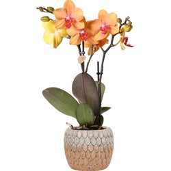Kolibri Orchids | Phalaenopsis orchidee Jewel Dubrovnik plant in cementen Marrakesh sierpot oranje - 35cm hoog - Ø9cm