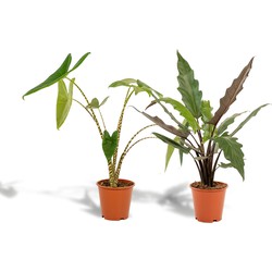 Hello Plants Alocasia Zebrina & Alocasia Lauterbachiana - Ø 19 cm - Hoogte: 75 cm
