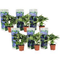 Hydrangea macrophylla - Blauw - Set van 6 - Hortensia - Pot 9cm - Hoogte 25-40cm