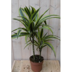 Kamerplant Drakenbloedboom Dracaena Geel-Groen 60 cm