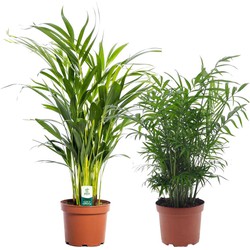 Areca, Chamaedorea - Mix van 2 - Pot 17cm - Hoogte 50-70cm